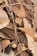 Mycena albidofusca