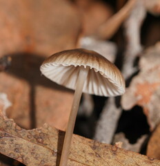 Mycena albidofusca