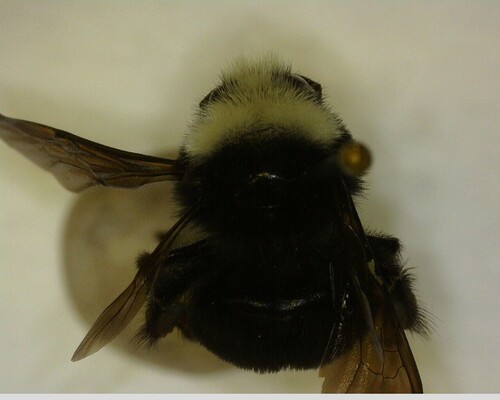 iNaturalist observation photo of Pyrobombus