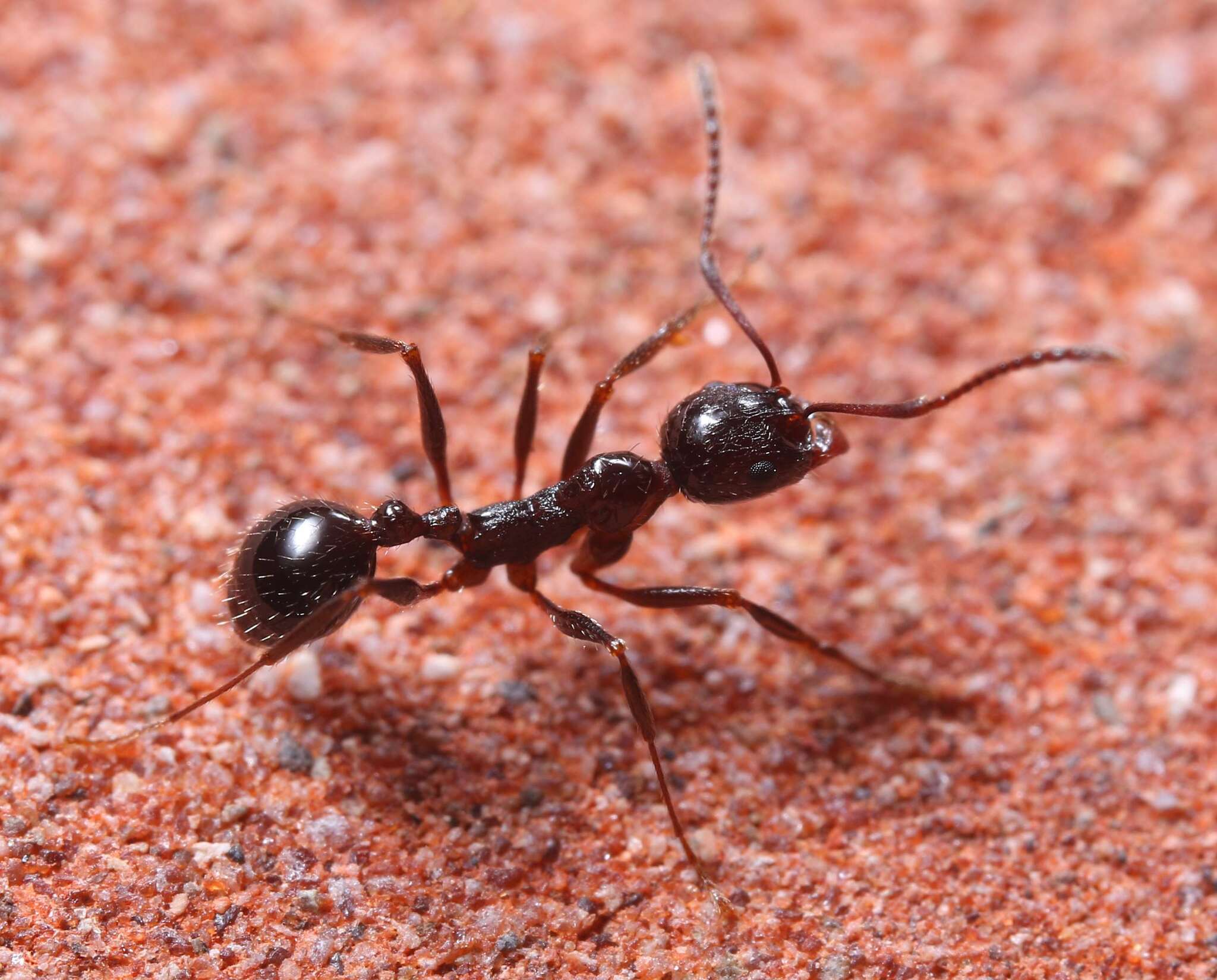 Aphaenogaster smythiesii