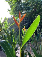 Heliconia × nickeriensis
