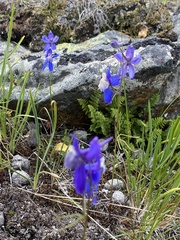 Delphinium sutherlandii