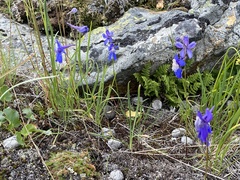 Delphinium sutherlandii