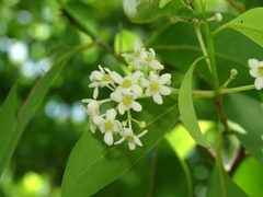 Nectandra coriacea