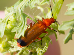 Rhagonycha fulva