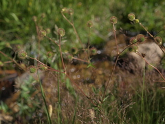 Geum macrophyllum perincisum