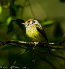 Myiornis auricularis
