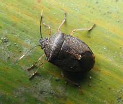 Exithemus assamensis