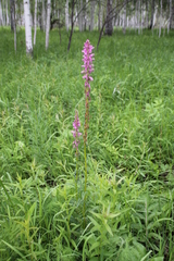 Pedicularis elata