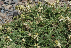 Astragalus nuttallii nuttallii