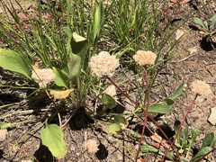 Calyptridium monospermum