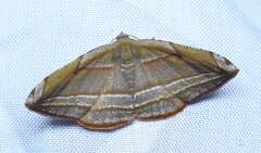Loxotephria