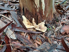 Omphalotus nidiformis