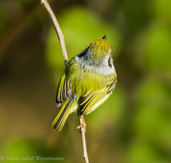Myiornis auricularis