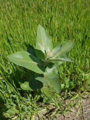 Asclepias speciosa