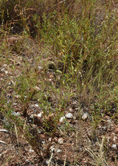 Aphyllodium biarticulatum