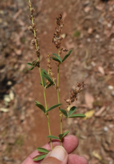 Aphyllodium biarticulatum