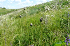 Klasea lycopifolia