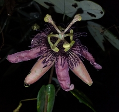 Passiflora smithii