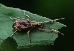 Myllocerinus ochrolineatus