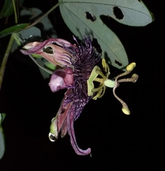 Passiflora smithii