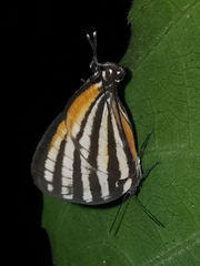 Arawacus lincoides