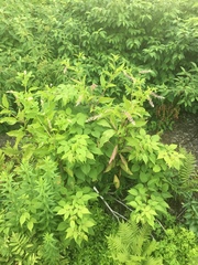 Phytolacca americana