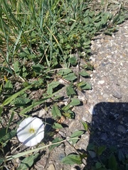 Convolvulus arvensis