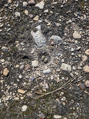 Charadrius semipalmatus