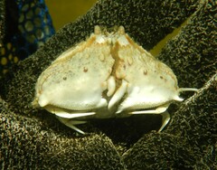 Calappa ocellata