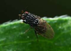 Poecilosomella