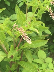 Phytolacca americana