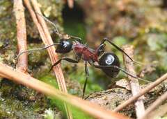 Polyrhachis lamellidens