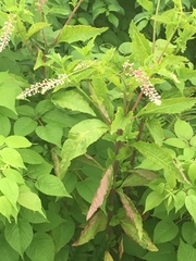 Phytolacca americana