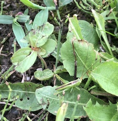 Conocephalus chinensis