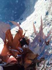 Halymeniaceae