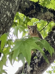Sciurus niger