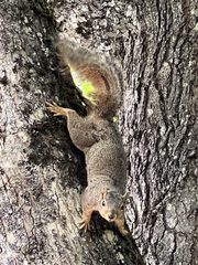Sciurus niger