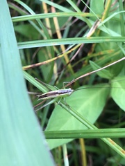 Conocephalus maculatus