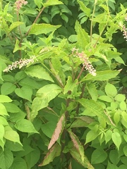 Phytolacca americana