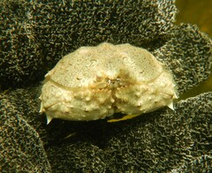 Calappa ocellata