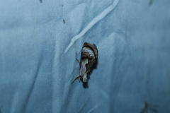 Chrysanympha formosa