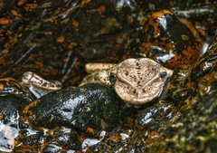 Triprion spatulatus
