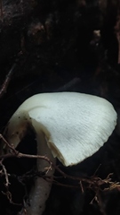 Inocybe geophyllomorpha