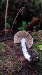 Inocybe geophyllomorpha