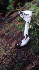 Inocybe geophyllomorpha