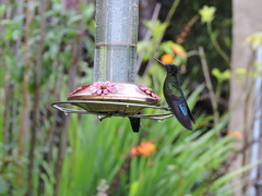 Coeligena helianthea