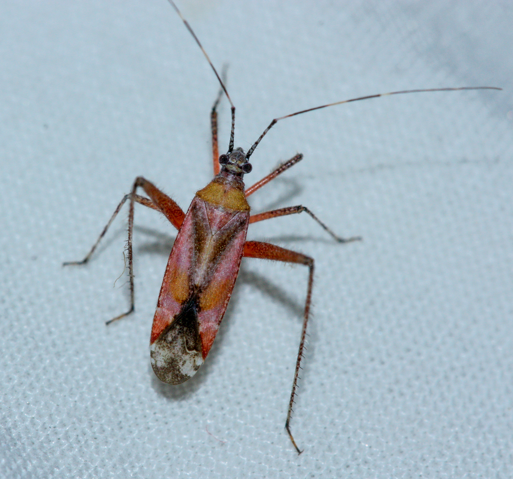 Phytocoris roseus