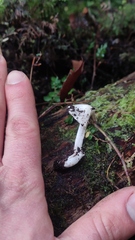 Inocybe geophyllomorpha