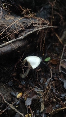 Inocybe geophyllomorpha